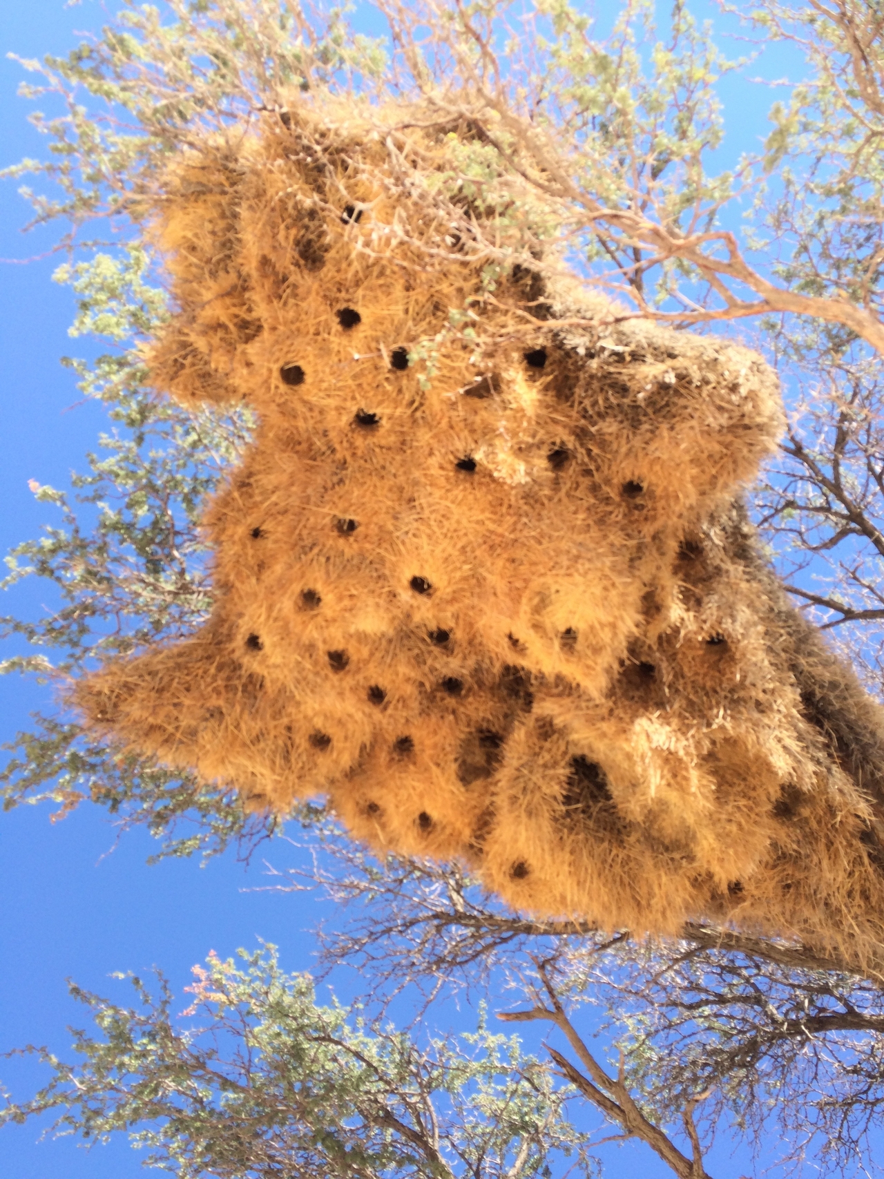 [16401] 2016_06_26_06_17_52_Africa_iPhone_5s_IMG_8391_06230.jpg