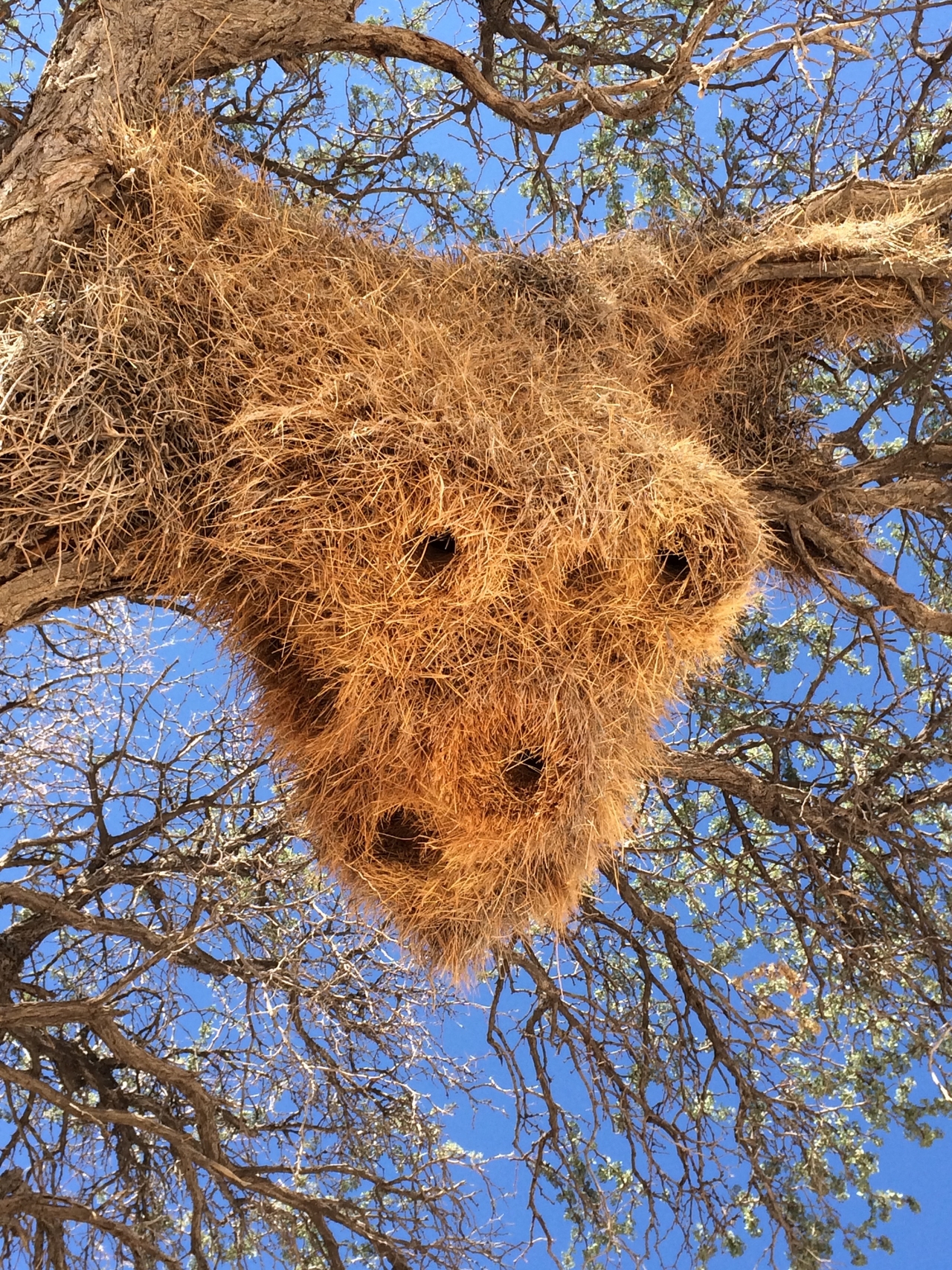 [16411] 2016_06_26_06_18_18_Africa_iPhone_5s_IMG__06235.jpg