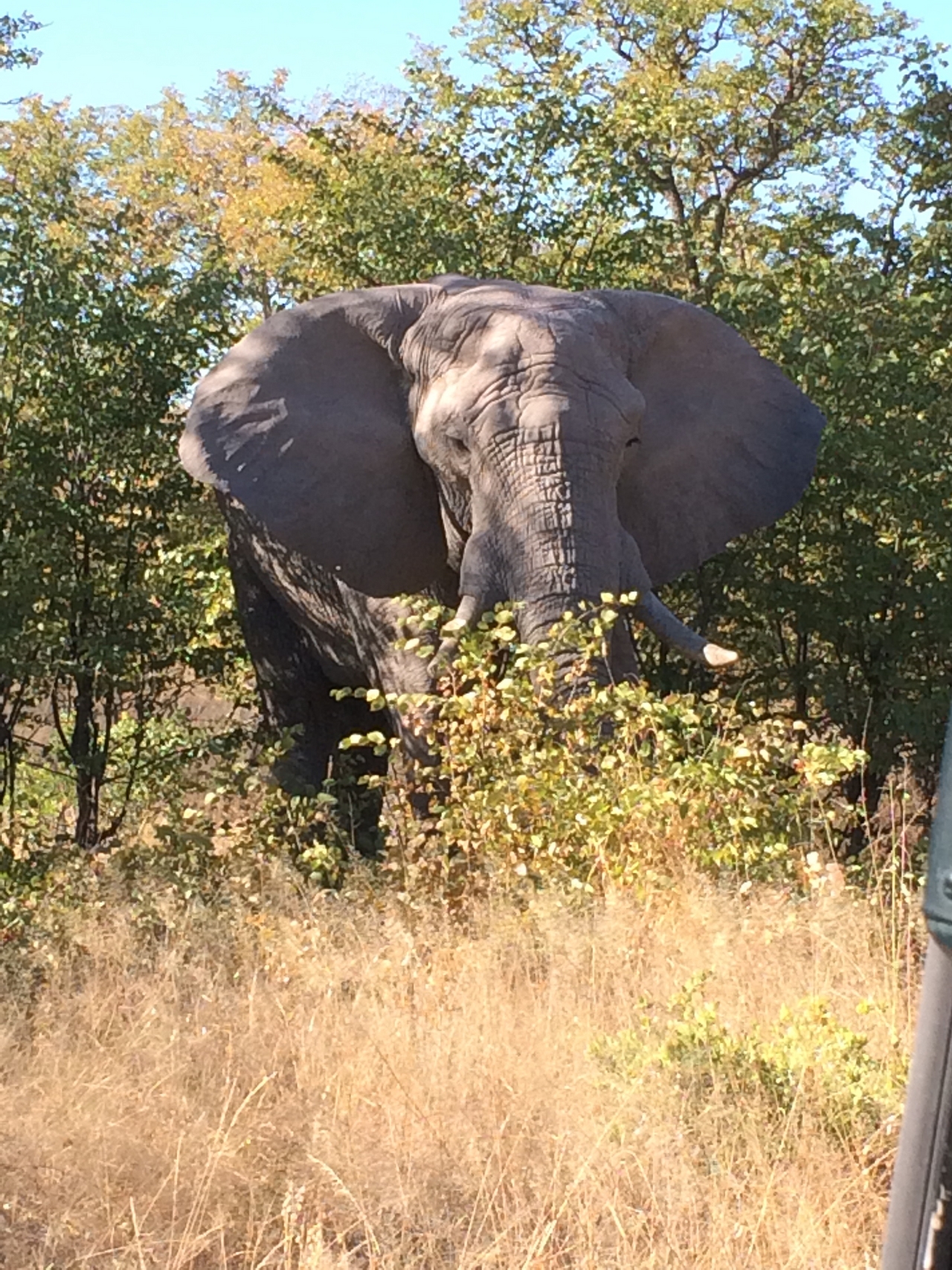 [17082] 2016_06_27_09_26_14_Africa_iPhone_5s_IMG__00727.jpg