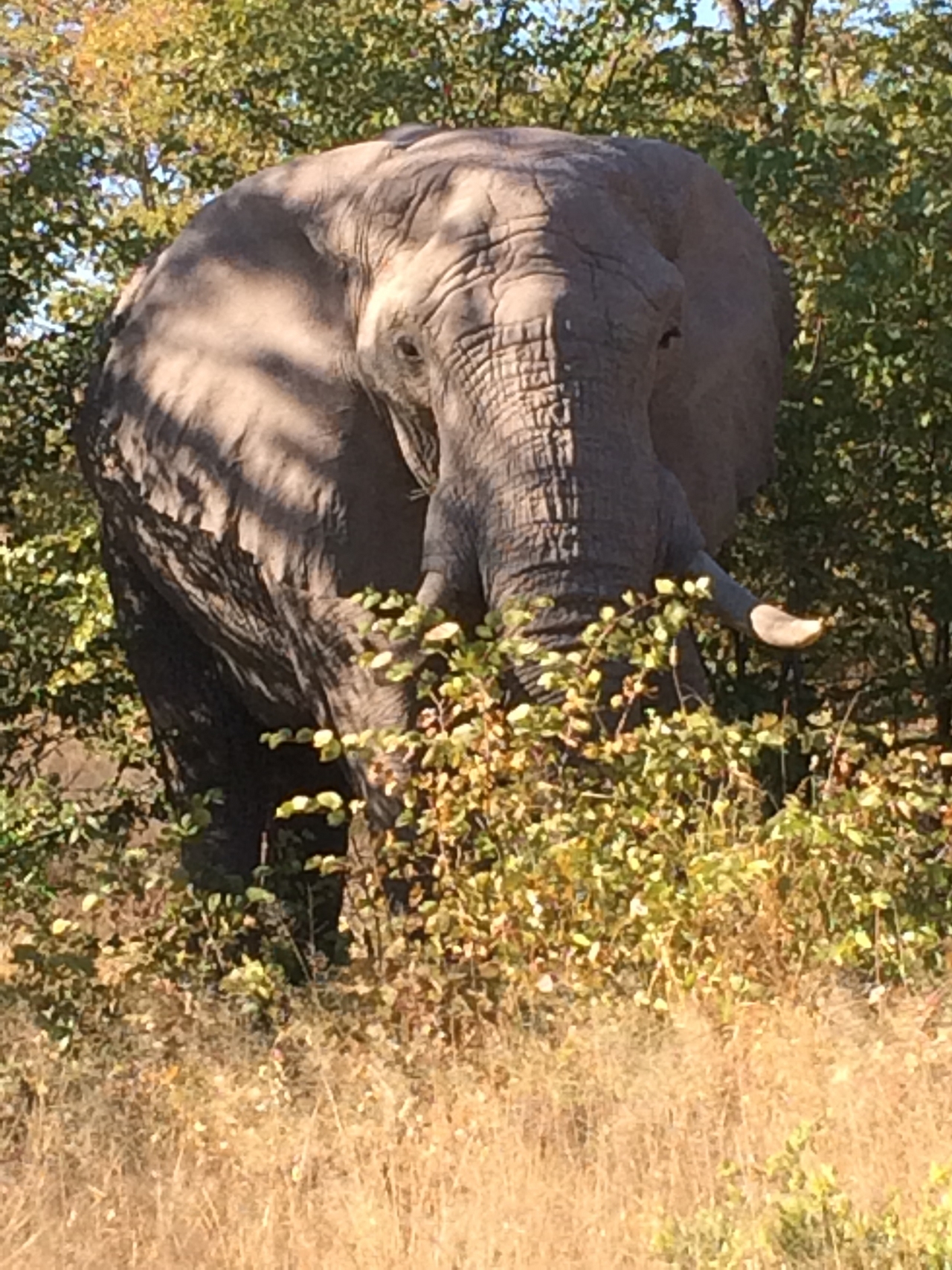 [17101] 2016_06_27_09_26_23_Africa_iPhone_5s_IMG__06343.jpg