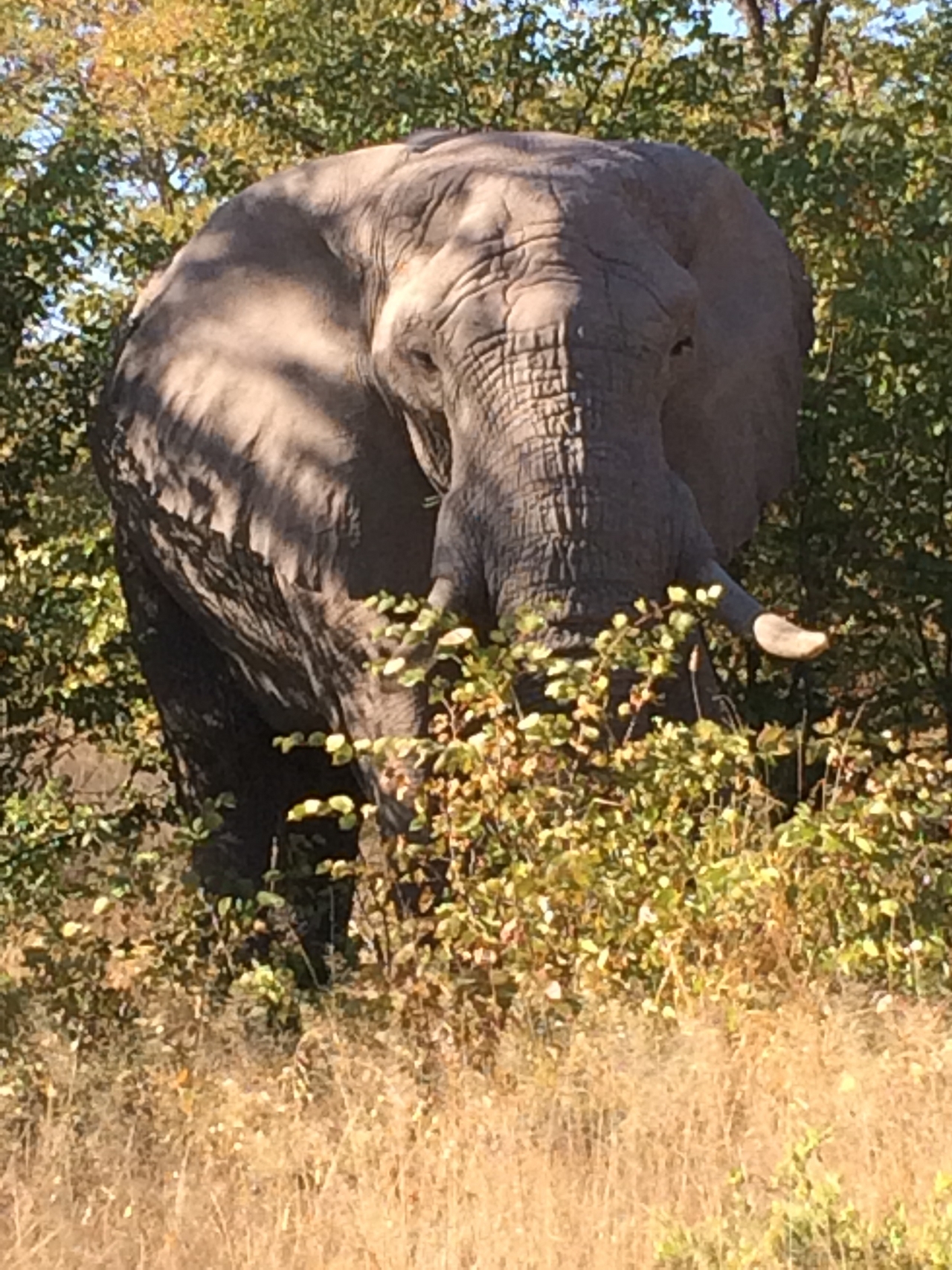 [17108] 2016_06_27_09_26_25_Africa_iPhone_5s_IMG__06347.jpg