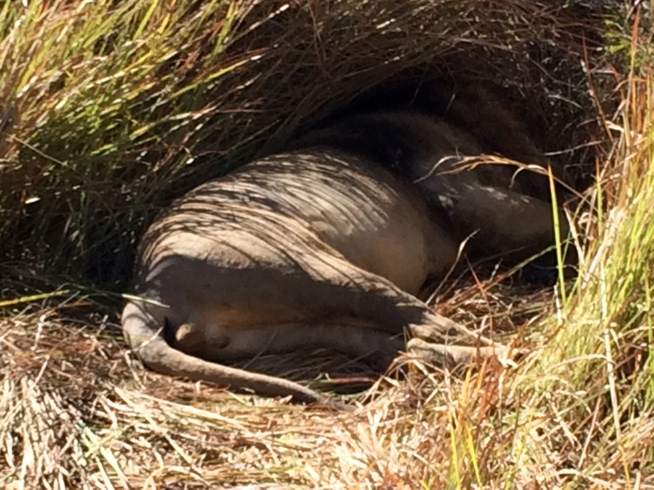 [18996] 2016_06_28_04_21_27_Africa_iPhone_5s_IMG_8479_00763.jpg