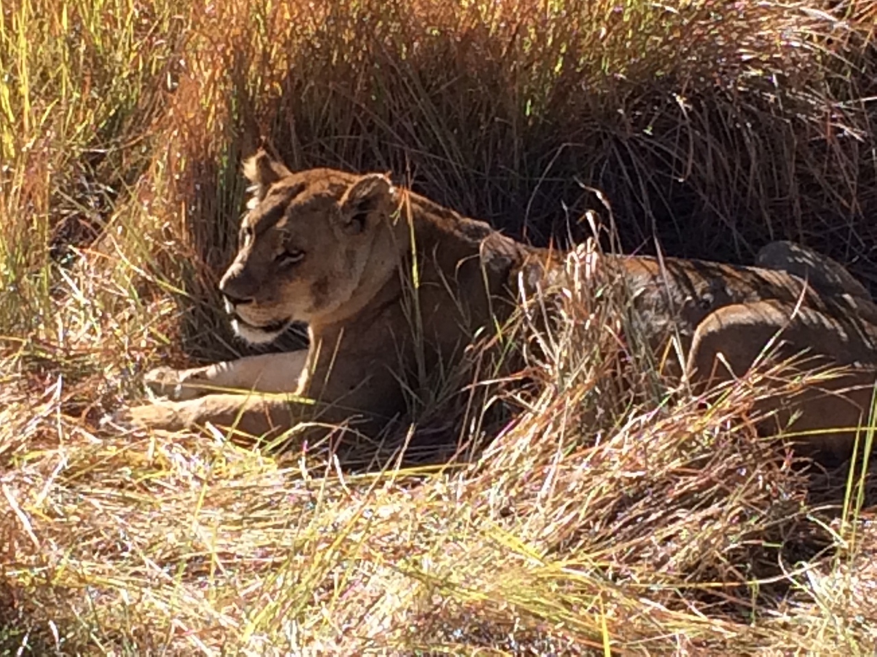 [19030] 2016_06_28_04_22_03_Africa_iPhone_5s_IMG__06380.jpg