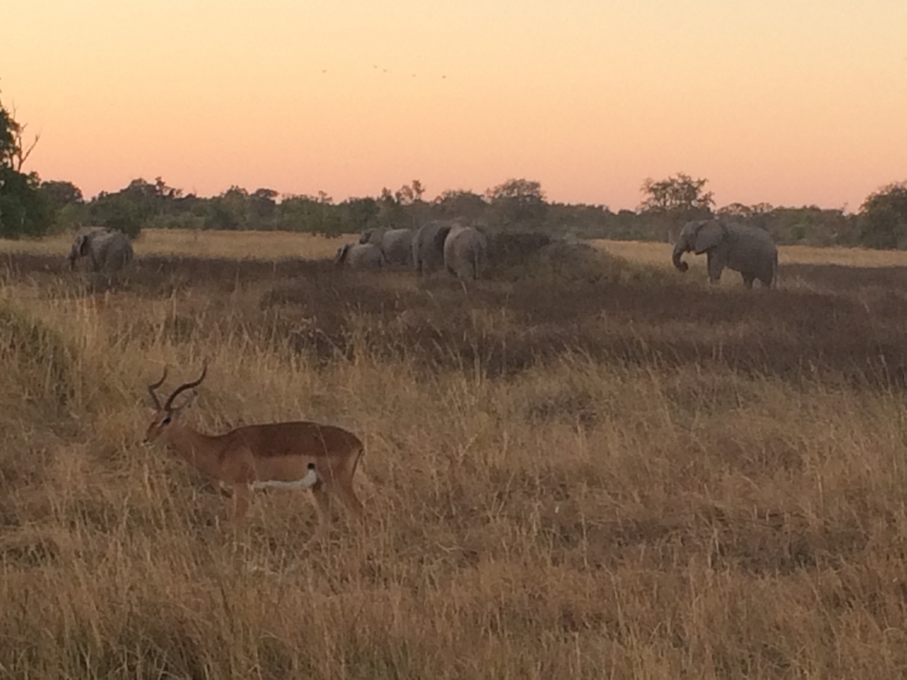 [20216] 2016_06_28_11_55_27_Africa_iPhone_5s_IMG__00791.jpg