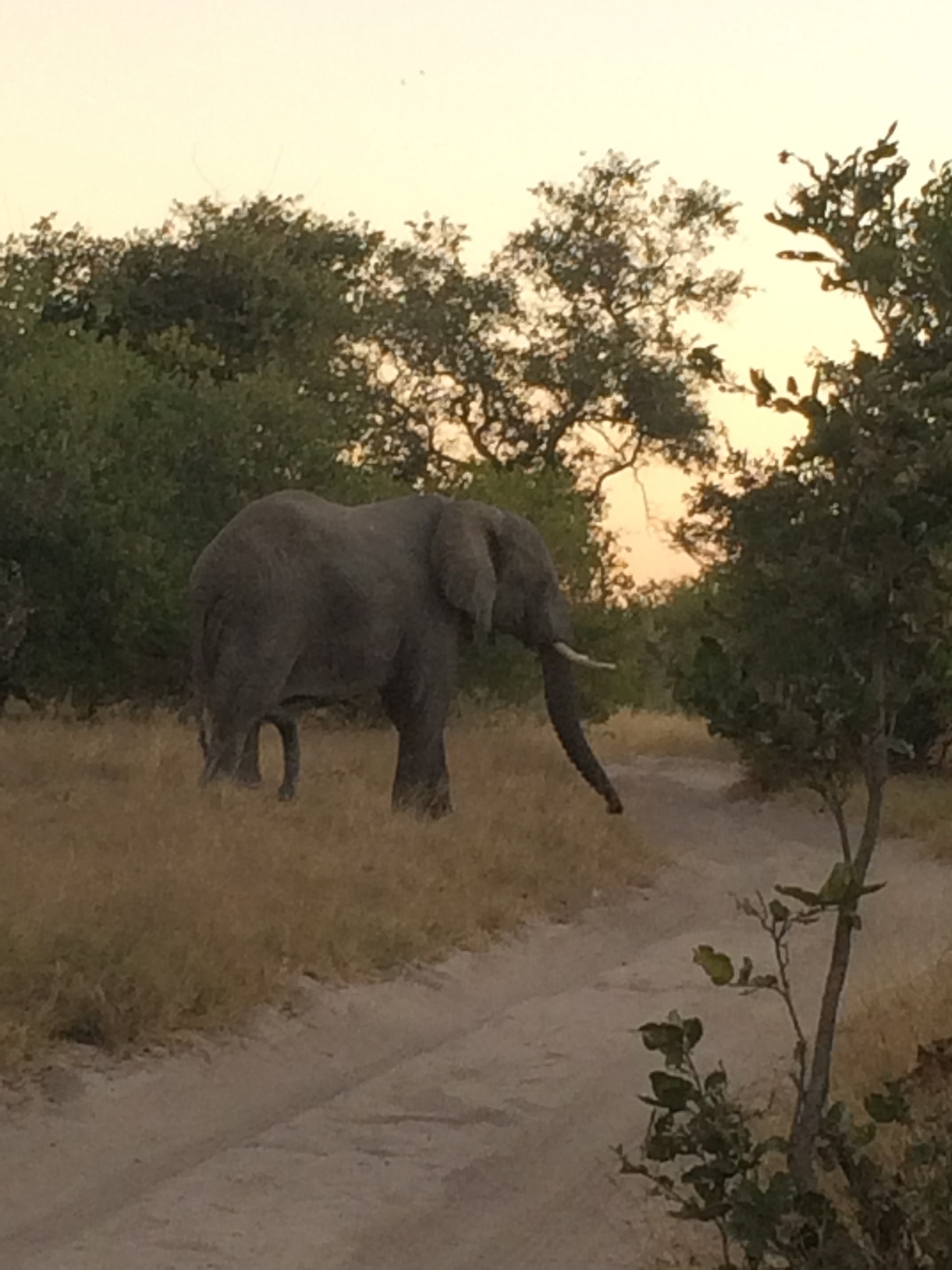 [20345] 2016_06_28_12_00_35_Africa_iPhone_5s_IMG__06406.jpg
