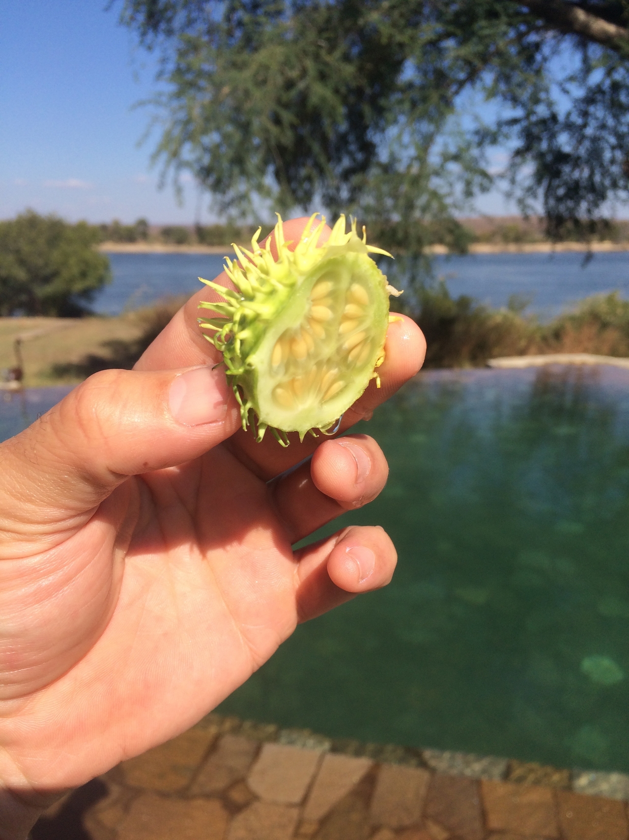 [33129] 2016_07_04_08_21_30_Africa_iPhone_5s_IMG__06526.jpg