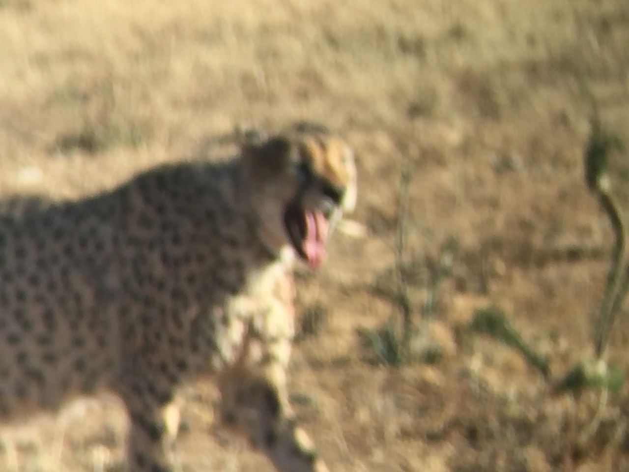 [2392] 2016_06_22_07_56_20_Africa_iPhone_6_IMG_7608_02543.jpg