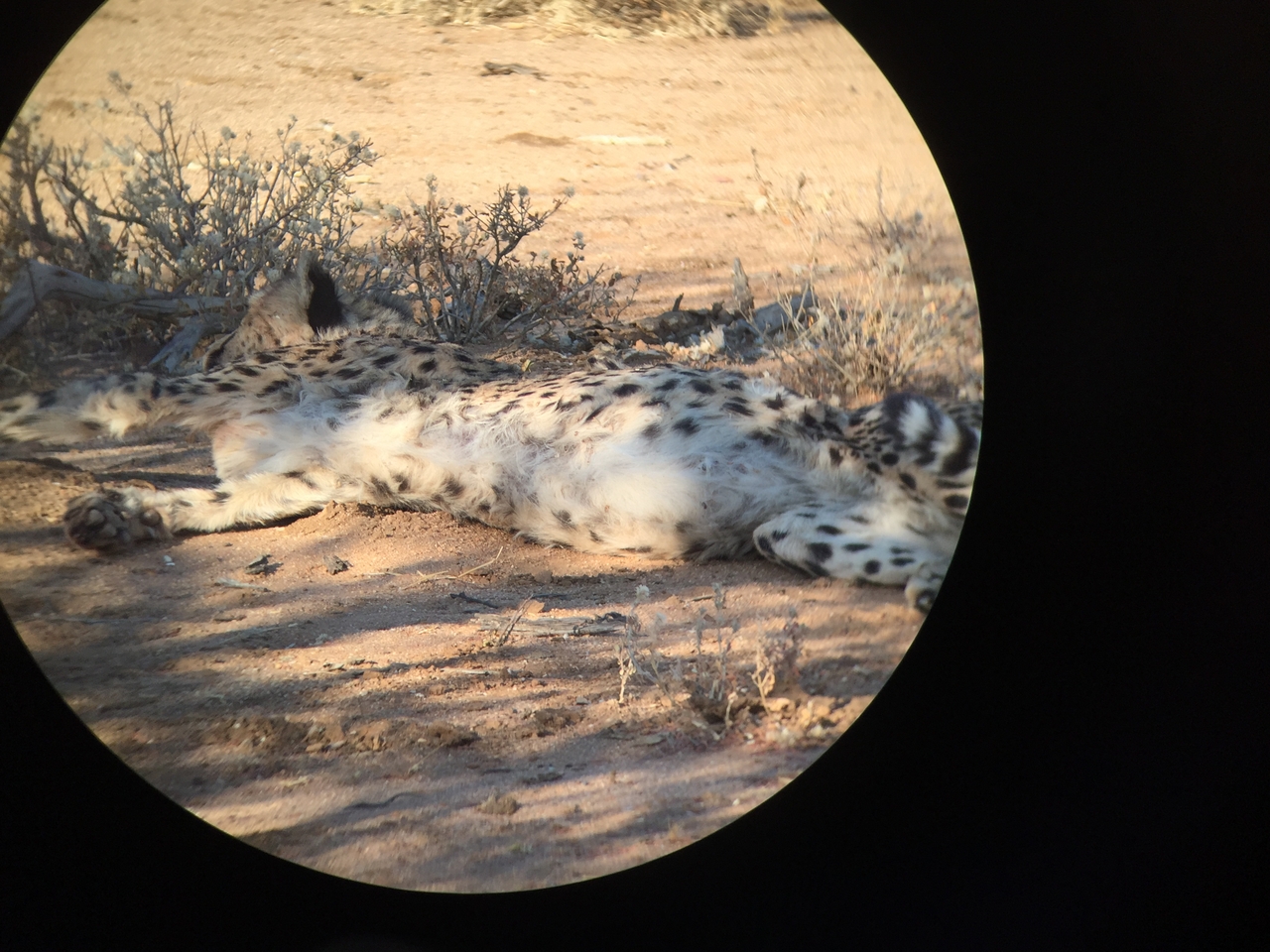 [2436] 2016_06_22_08_12_07_Africa_iPhone_6_IMG_7633_02565.jpg