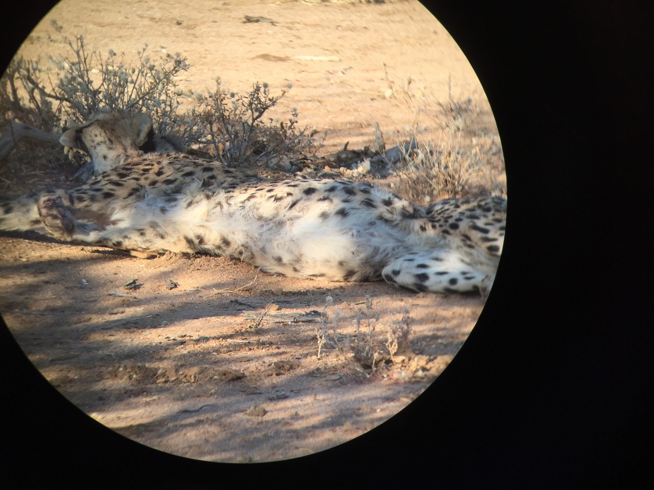 [2437] 2016_06_22_08_12_08_Africa_iPhone_6_IMG_7634_00225.jpg