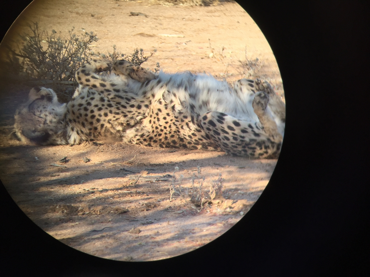 [2440] 2016_06_22_08_12_13_Africa_iPhone_6_IMG_7635_02567.jpg