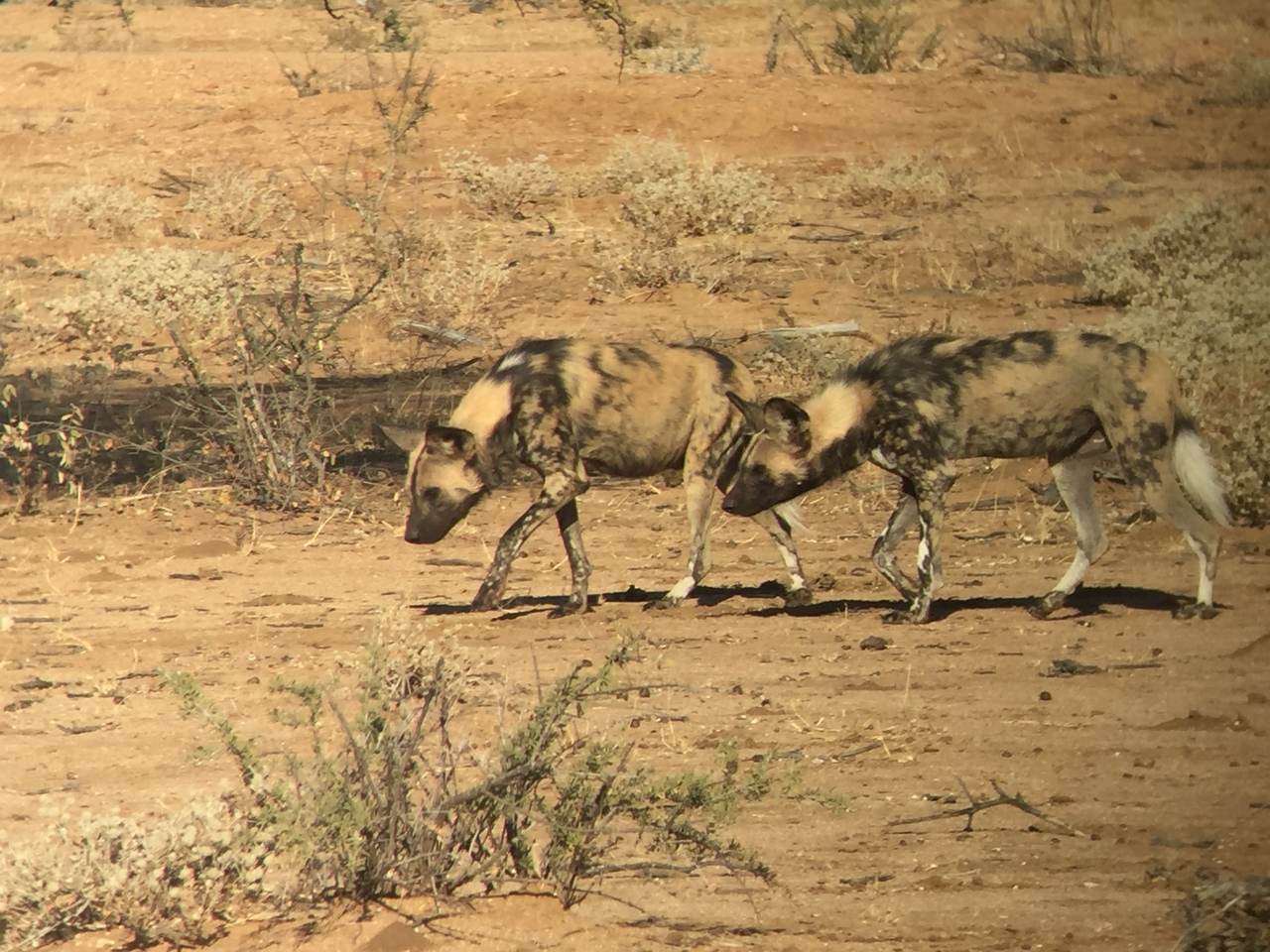 [2452] 2016_06_22_08_20_15_Africa_iPhone_6_IMG_7641_02573.jpg