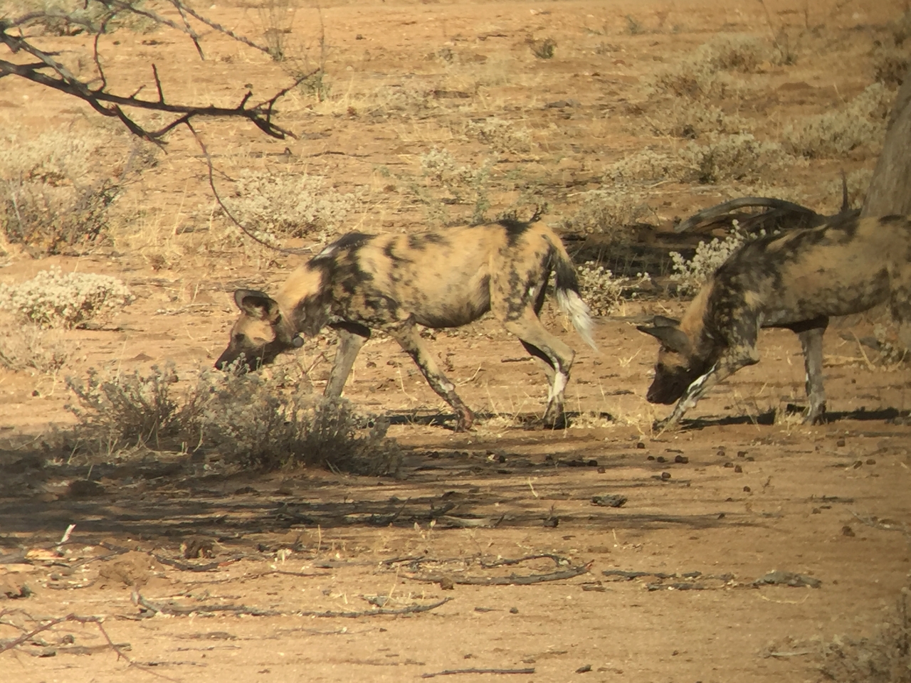 [2456] 2016_06_22_08_20_18_Africa_iPhone_6_IMG_7643_02575.jpg