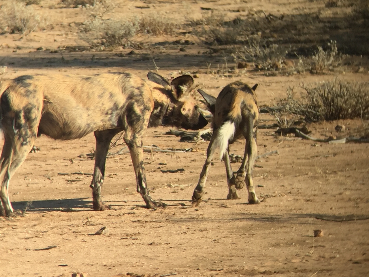 [2461] 2016_06_22_08_21_24_Africa_iPhone_6_IMG_7646_00237.jpg