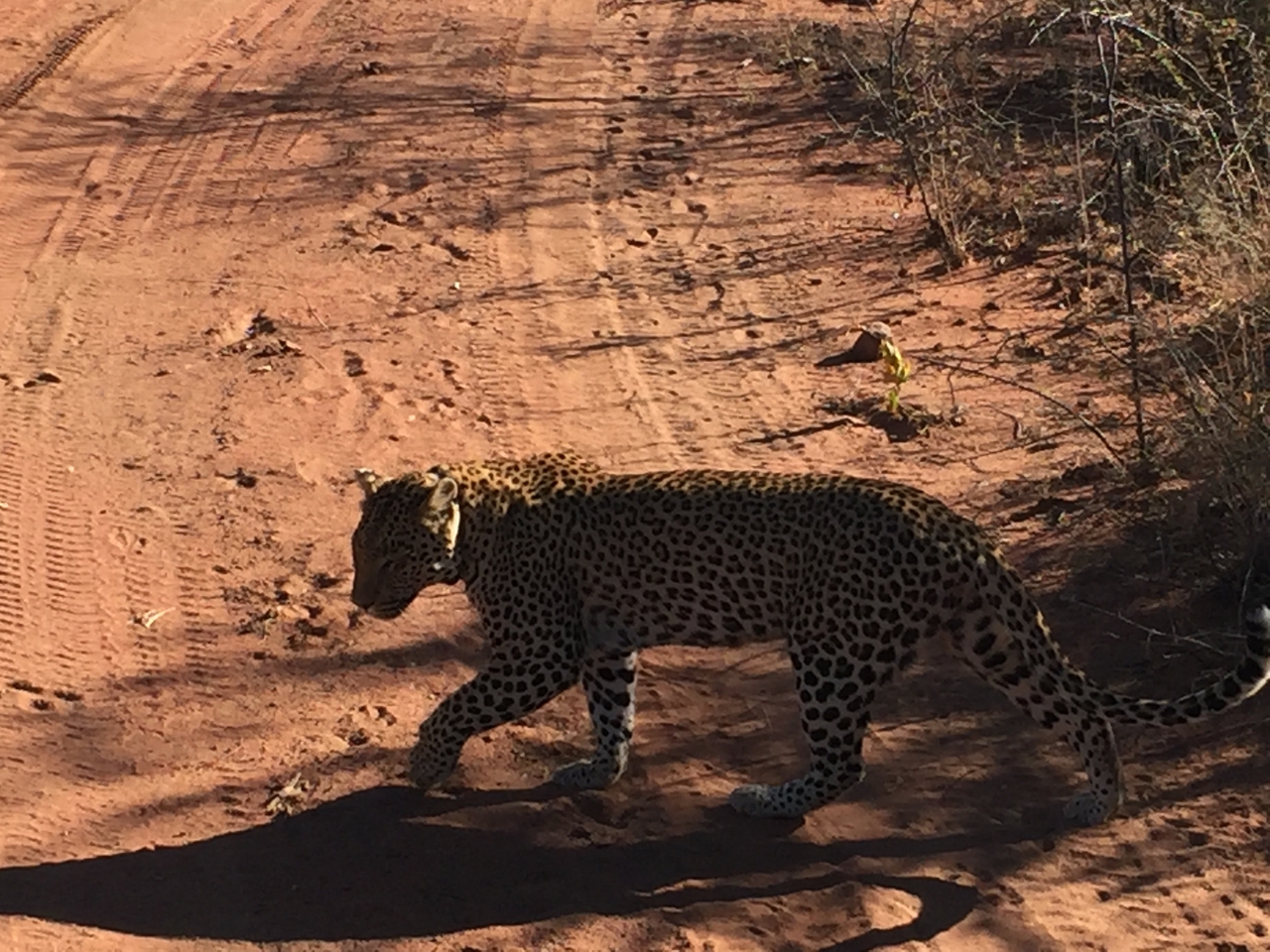 [2519] 2016_06_22_09_07_46_Africa_iPhone_6_IMG_7671_00262.jpg