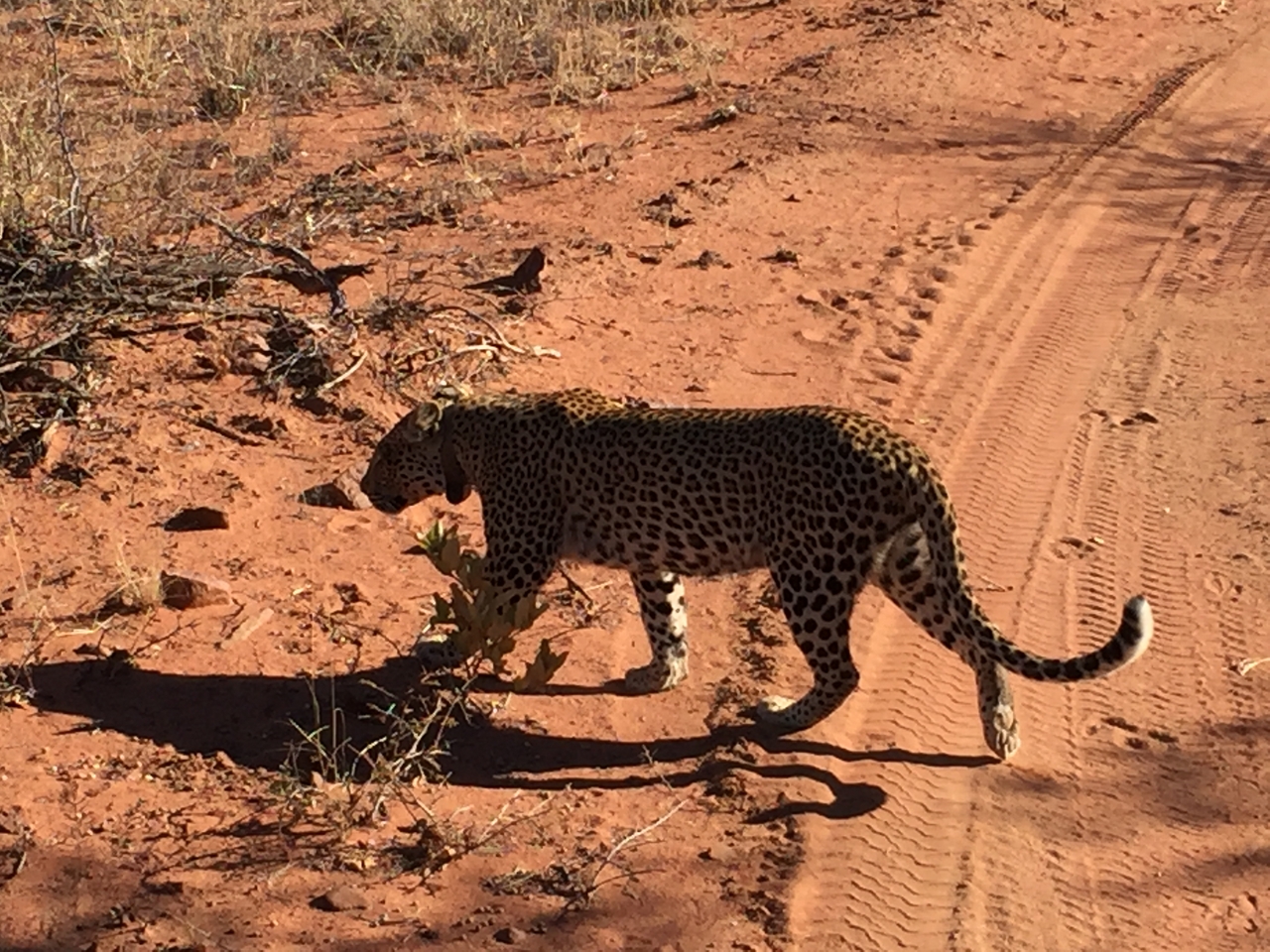 [2523] 2016_06_22_09_07_48_Africa_iPhone_6_IMG_7673_00264.jpg
