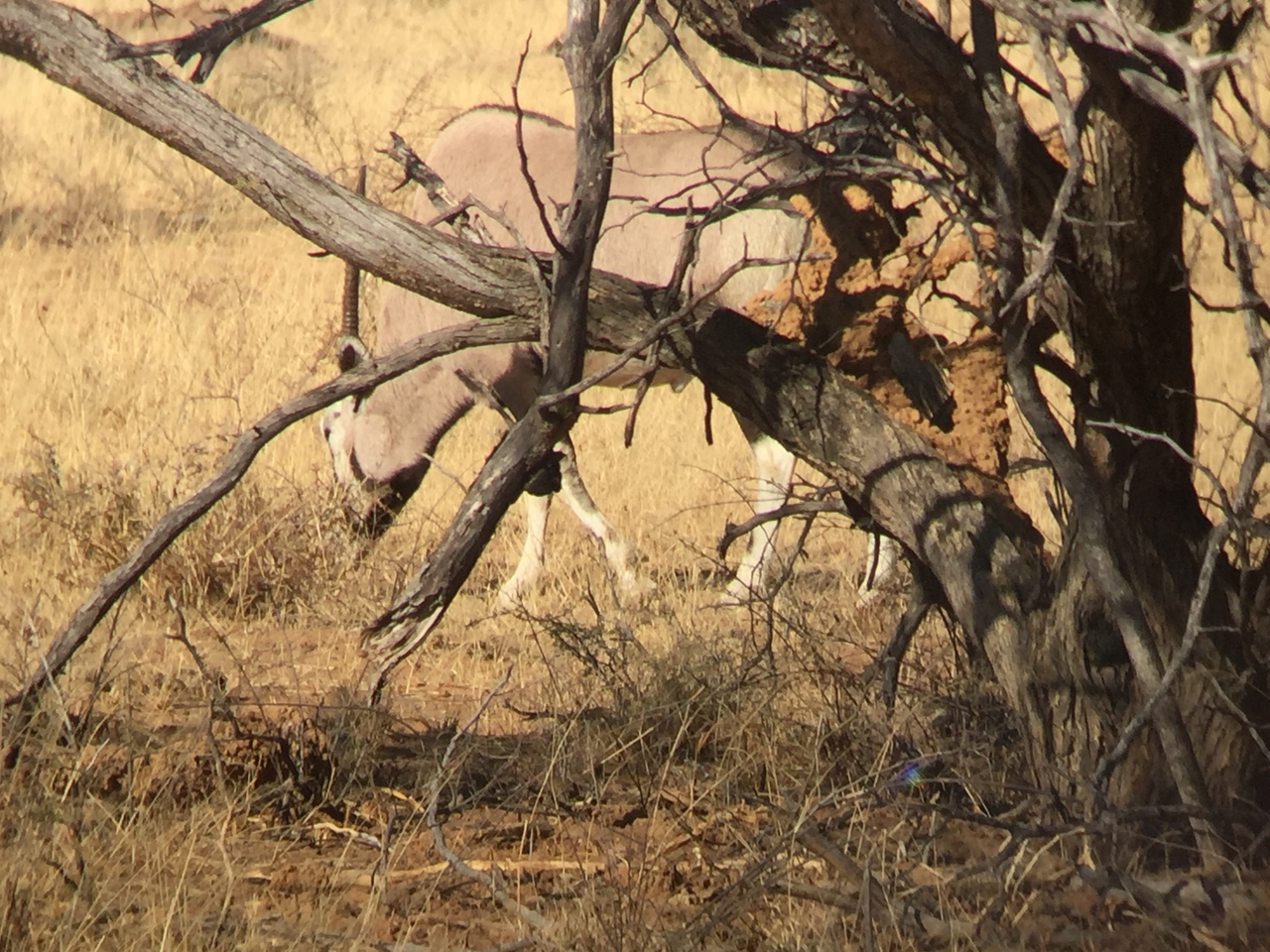 [2527] 2016_06_22_09_22_27_Africa_iPhone_6_IMG_7674_00265.jpg