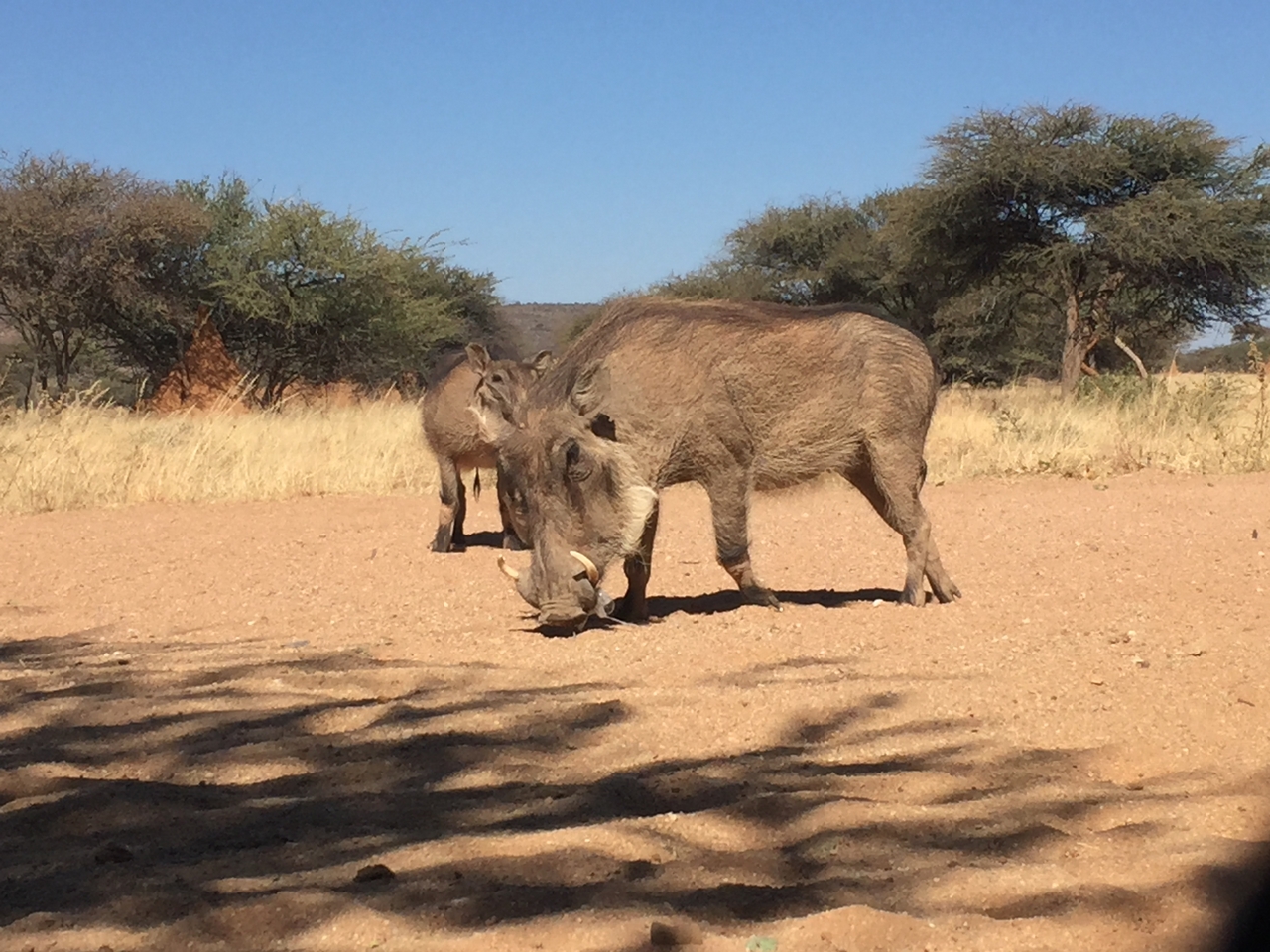 [2759] 2016_06_22_11_02_37_Africa_iPhone_6_IMG_7690_02622.jpg