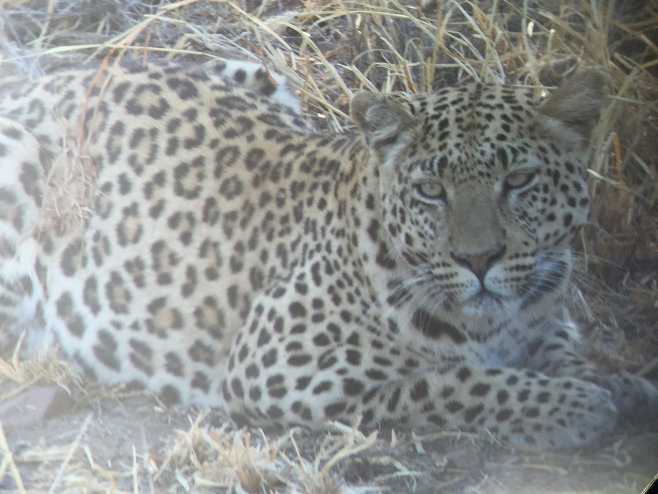 [3577] 2016_06_22_15_59_38_Africa_iPhone_6_IMG_7703_02634.jpg