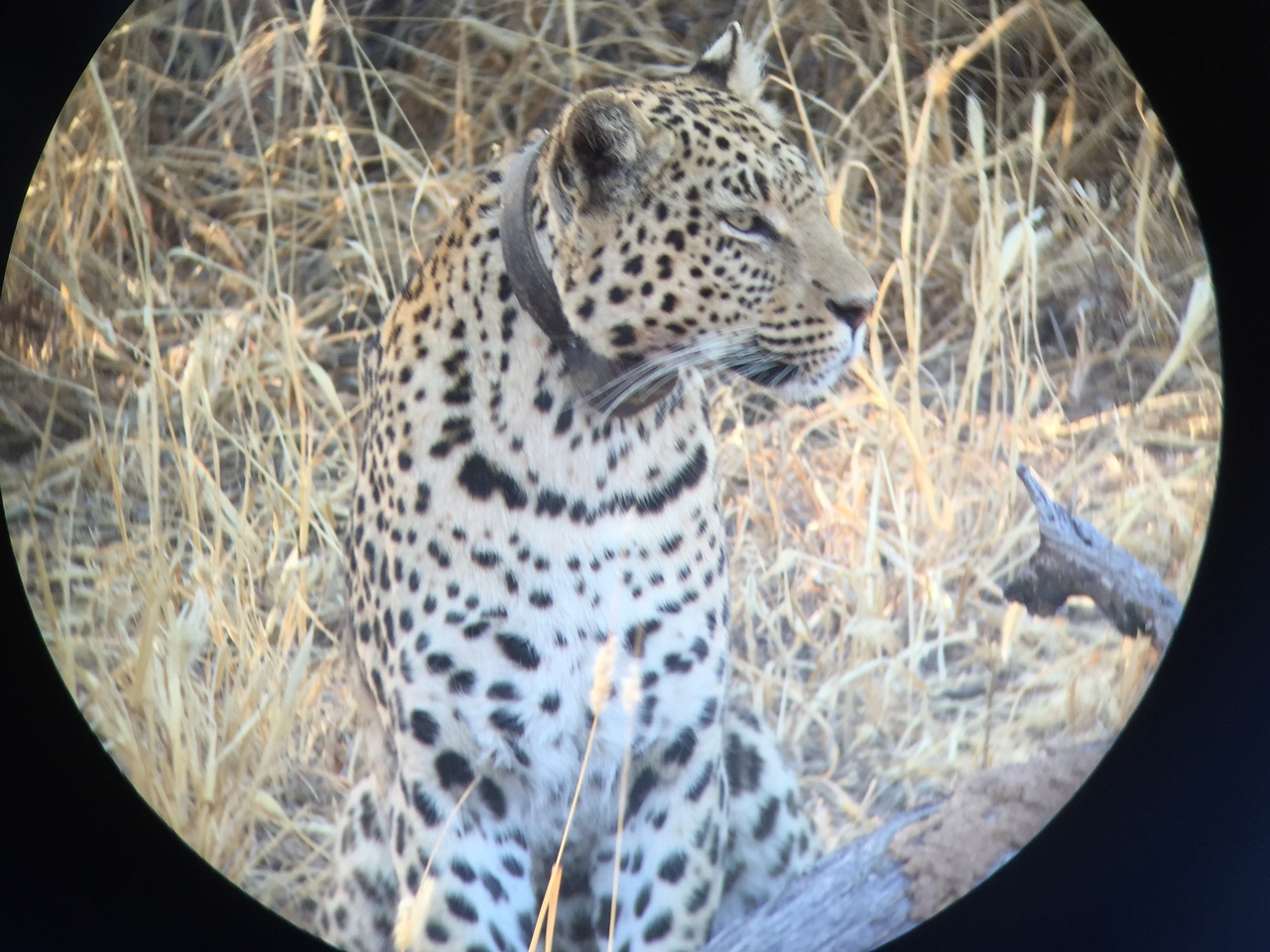 [3611] 2016_06_22_16_23_06_Africa_iPhone_6_IMG_7720_02651.jpg