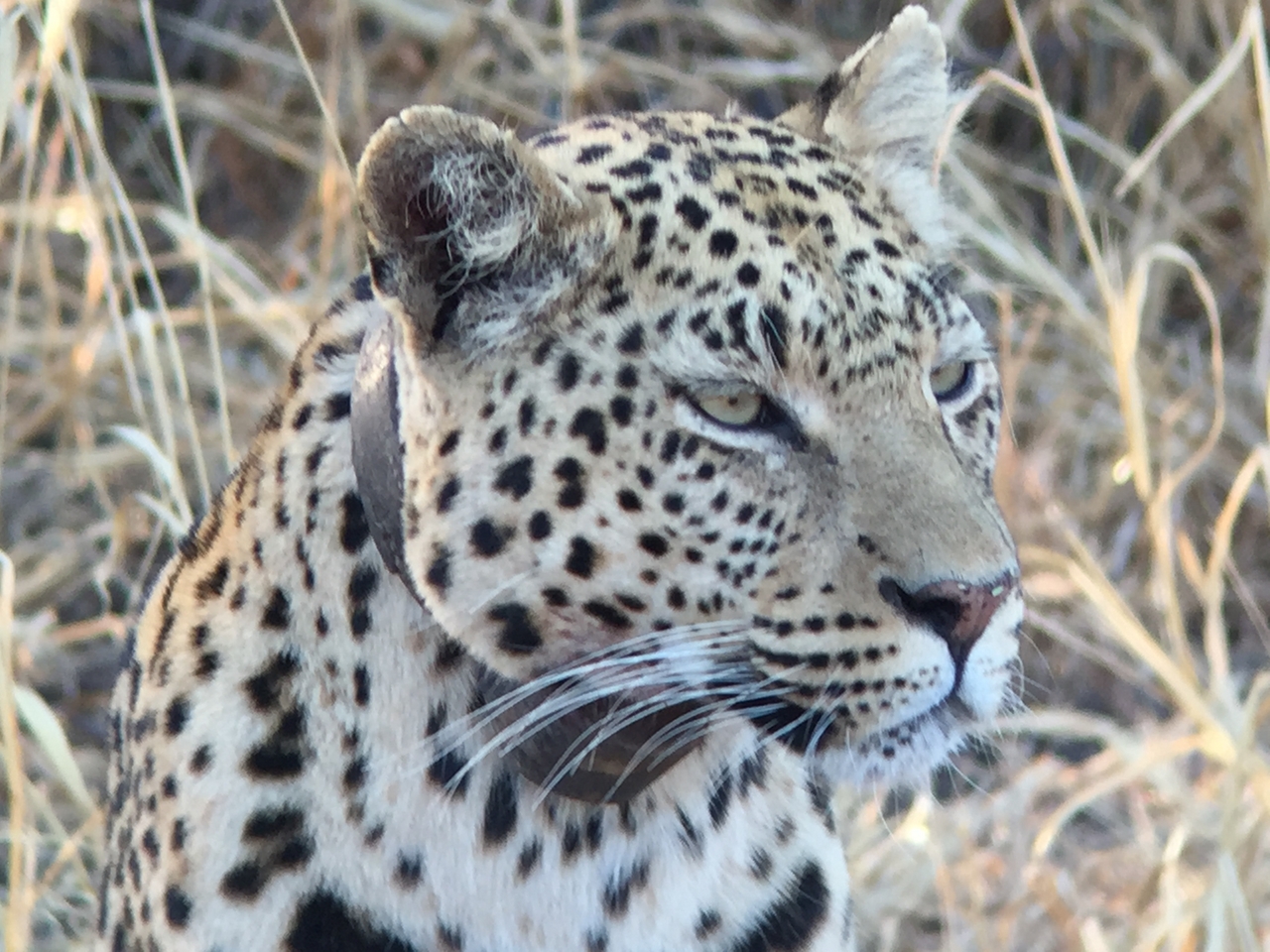 [3614] 2016_06_22_16_23_17_Africa_iPhone_6_IMG_7722_00312.jpg