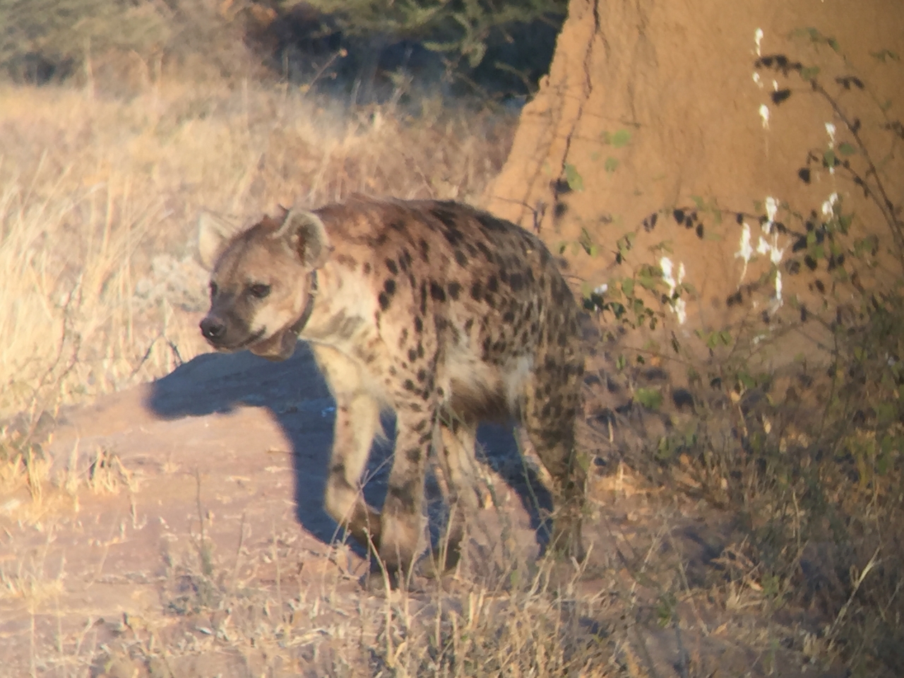 [3643] 2016_06_22_17_05_11_Africa_iPhone_6_IMG_7728_02659.jpg