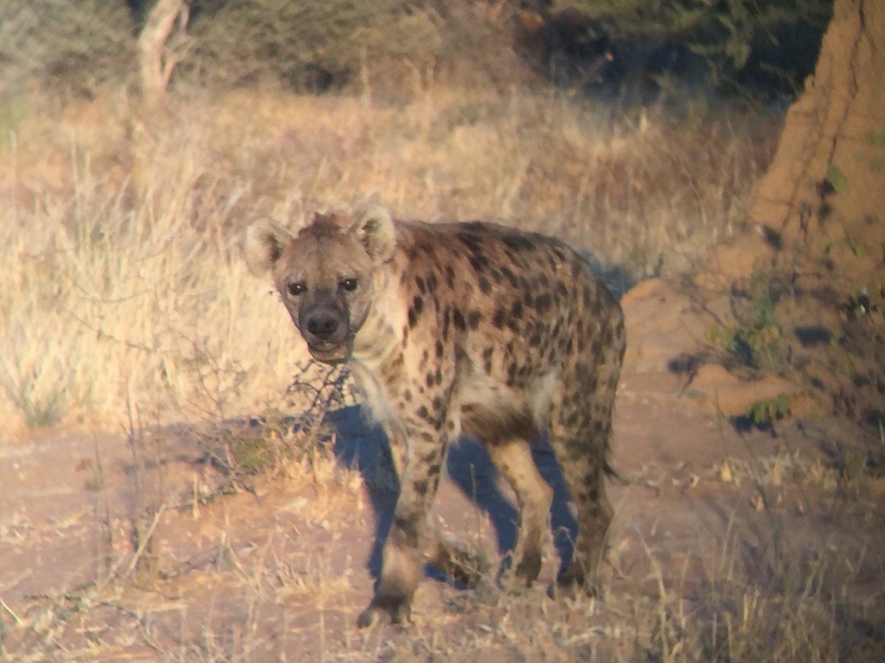 [3645] 2016_06_22_17_05_12_Africa_iPhone_6_IMG_7729_02660.jpg