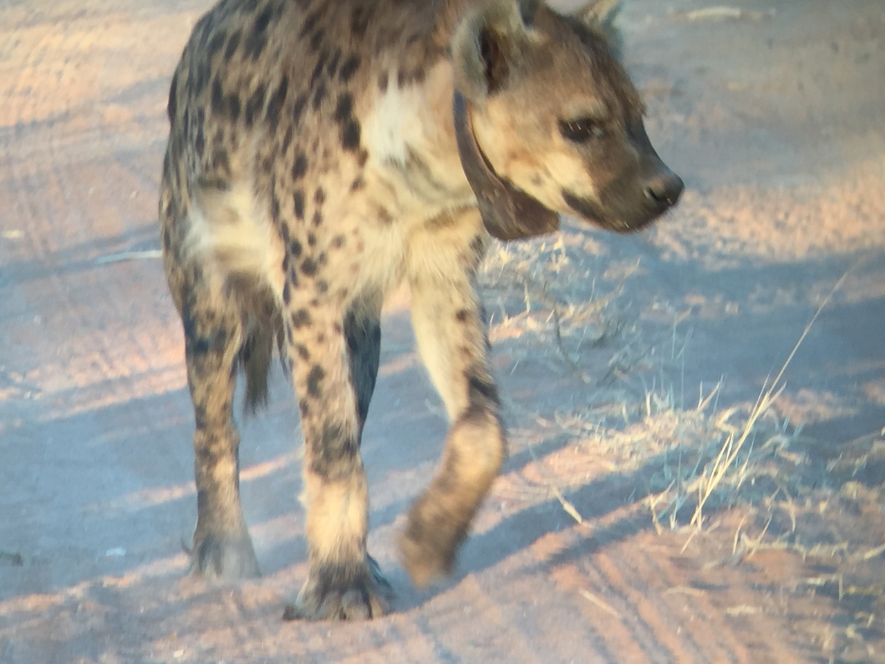 [3651] 2016_06_22_17_05_32_Africa_iPhone_6_IMG_7732_02663.jpg