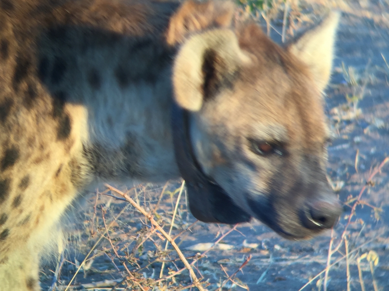 [3658] 2016_06_22_17_05_54_Africa_iPhone_6_IMG_7736_00326.jpg