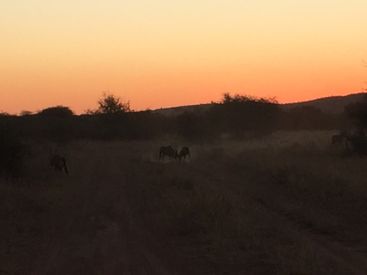 [3703] 2016_06_22_17_24_34_Africa_iPhone_6_IMG_7748_02679.jpg