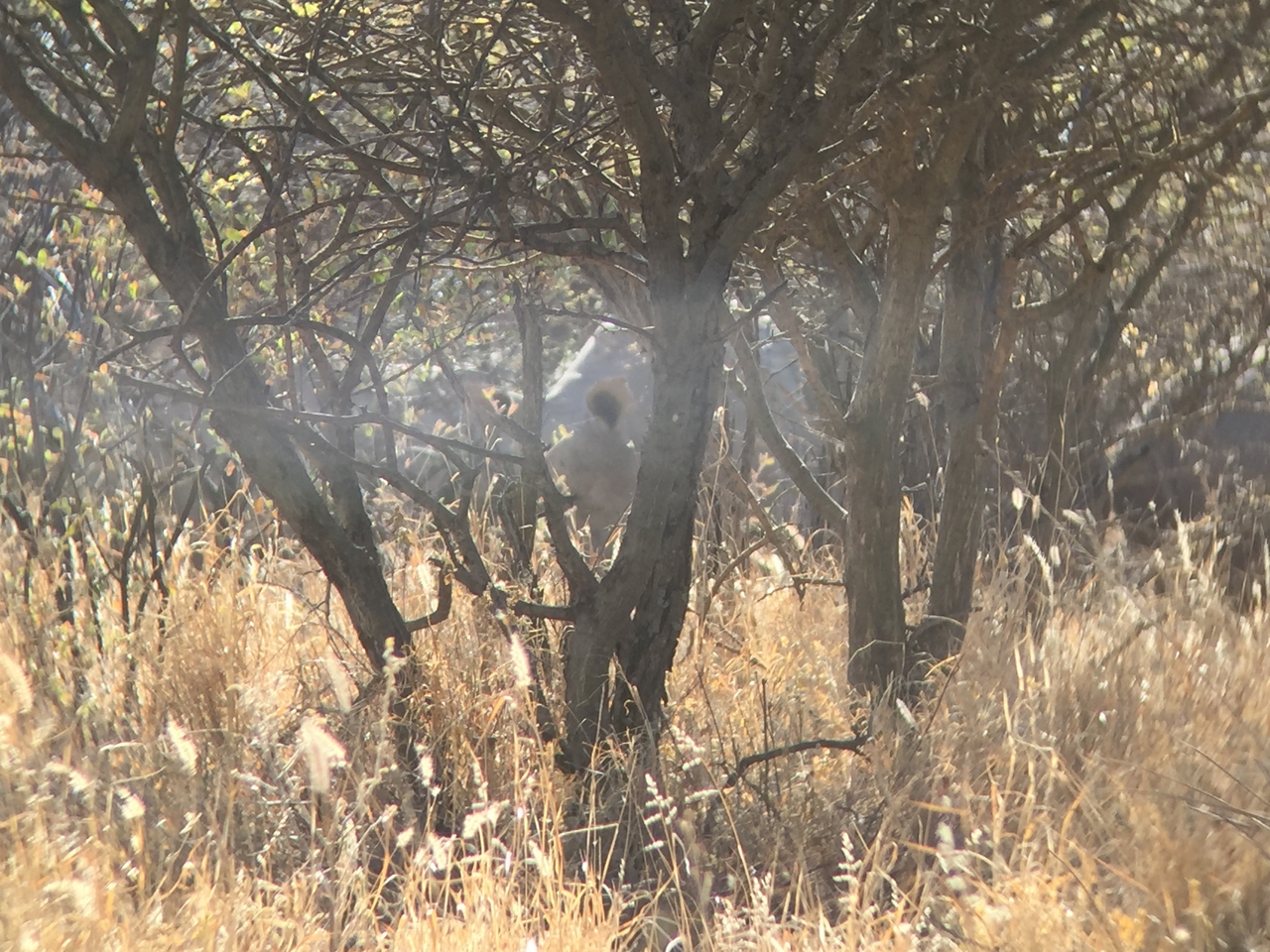 [5275] 2016_06_23_09_17_26_Africa_iPhone_6_IMG_7762_02690.jpg