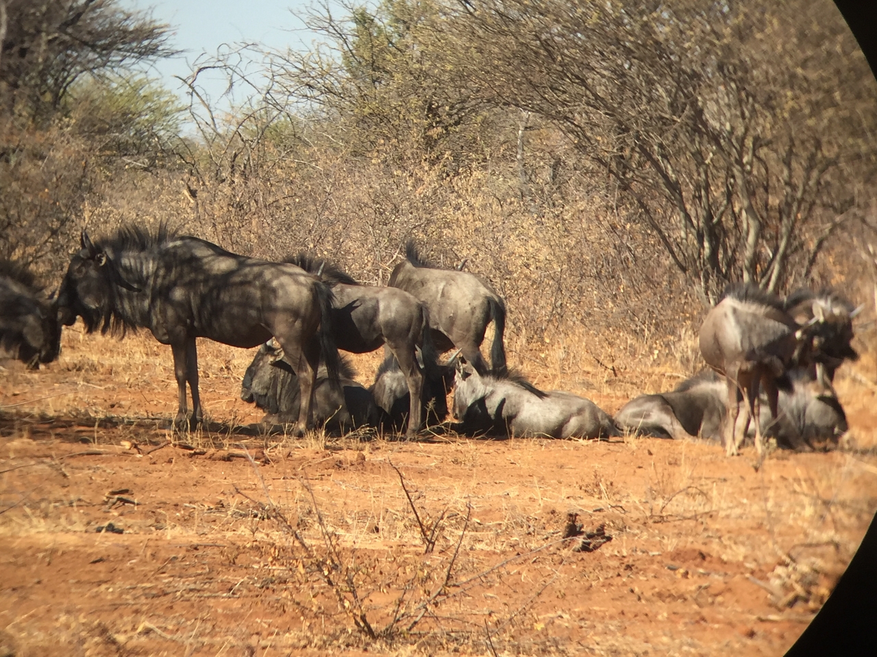 [5364] 2016_06_23_09_52_29_Africa_iPhone_6_IMG_7801_00388.jpg