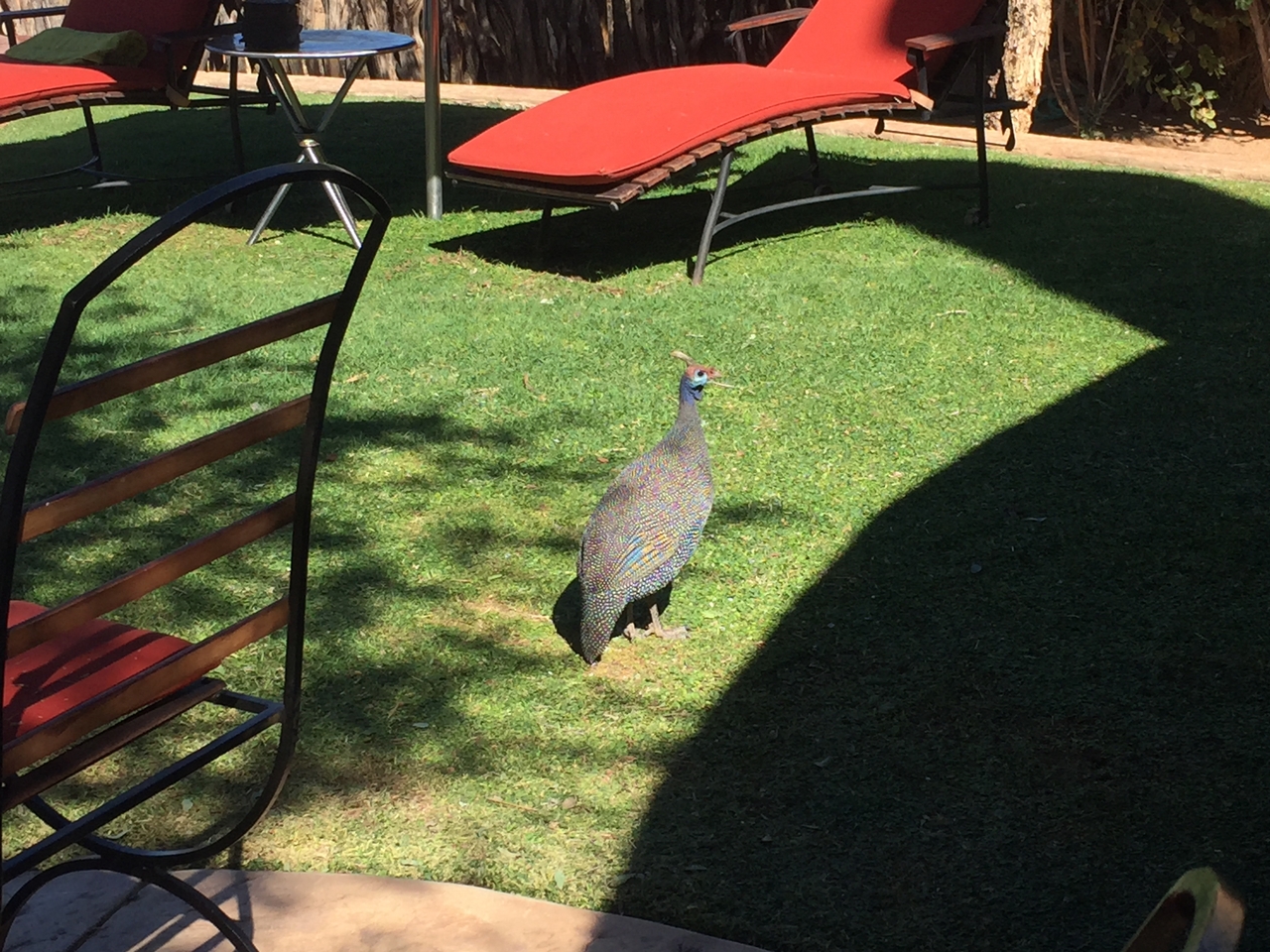 [7677] 2016_06_23_11_43_34_Africa_iPhone_6_IMG_7804_00391.jpg