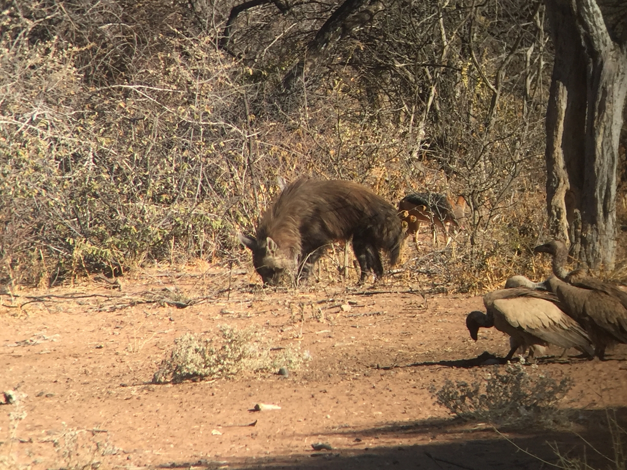 [9045] 2016_06_23_15_03_44_Africa_iPhone_6_IMG_7813_02740.jpg