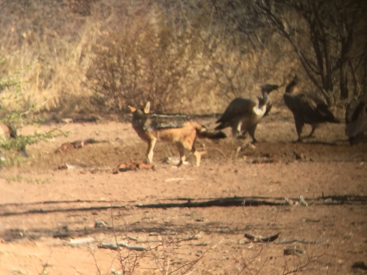 [9049] 2016_06_23_15_03_51_Africa_iPhone_6_IMG_7815_02742.jpg