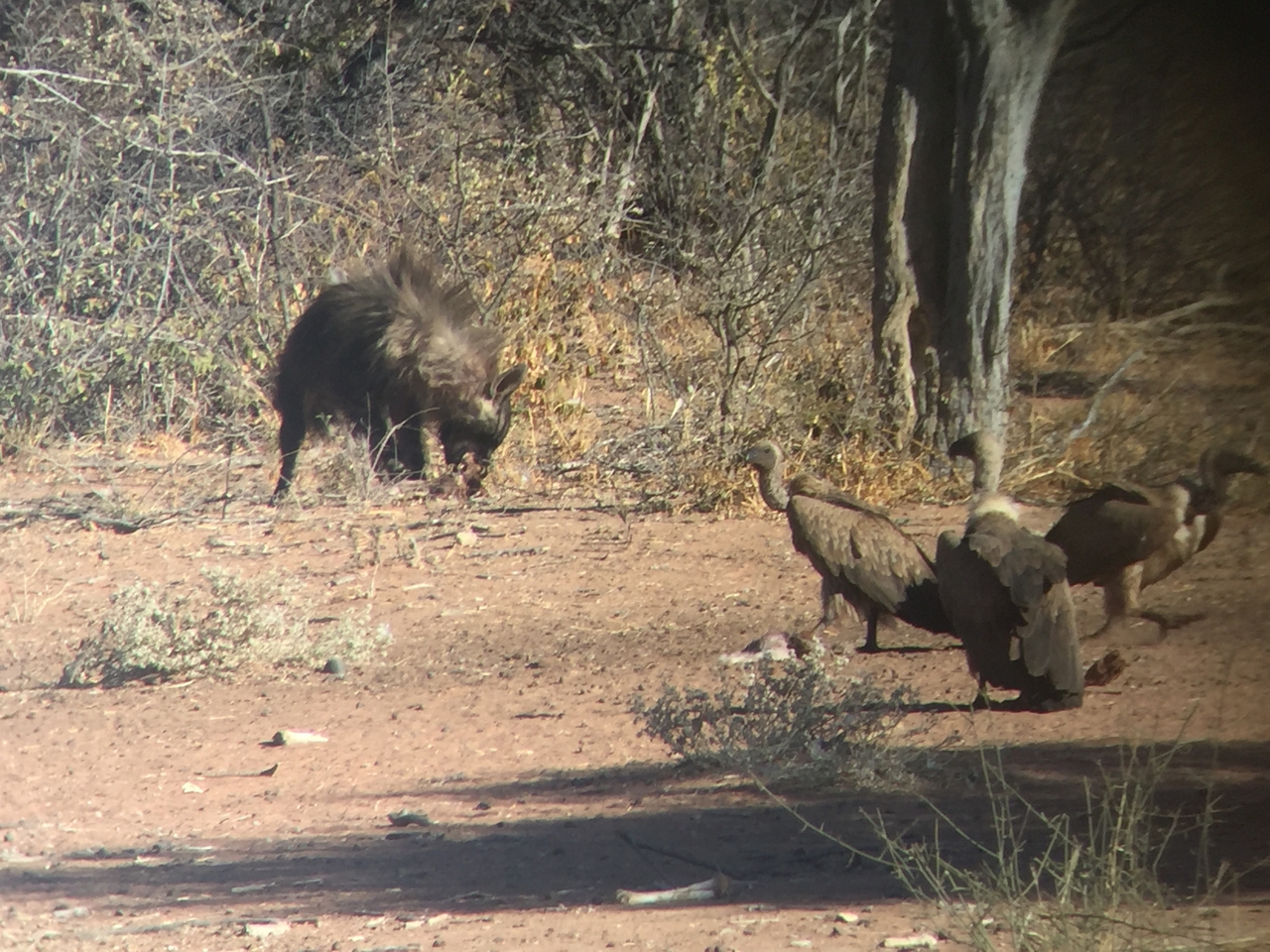 [9054] 2016_06_23_15_04_16_Africa_iPhone_6_IMG_7818_00404.jpg