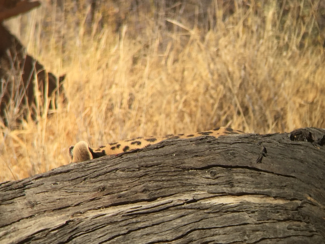 [9071] 2016_06_23_15_16_27_Africa_iPhone_6_IMG_7824_02751.jpg