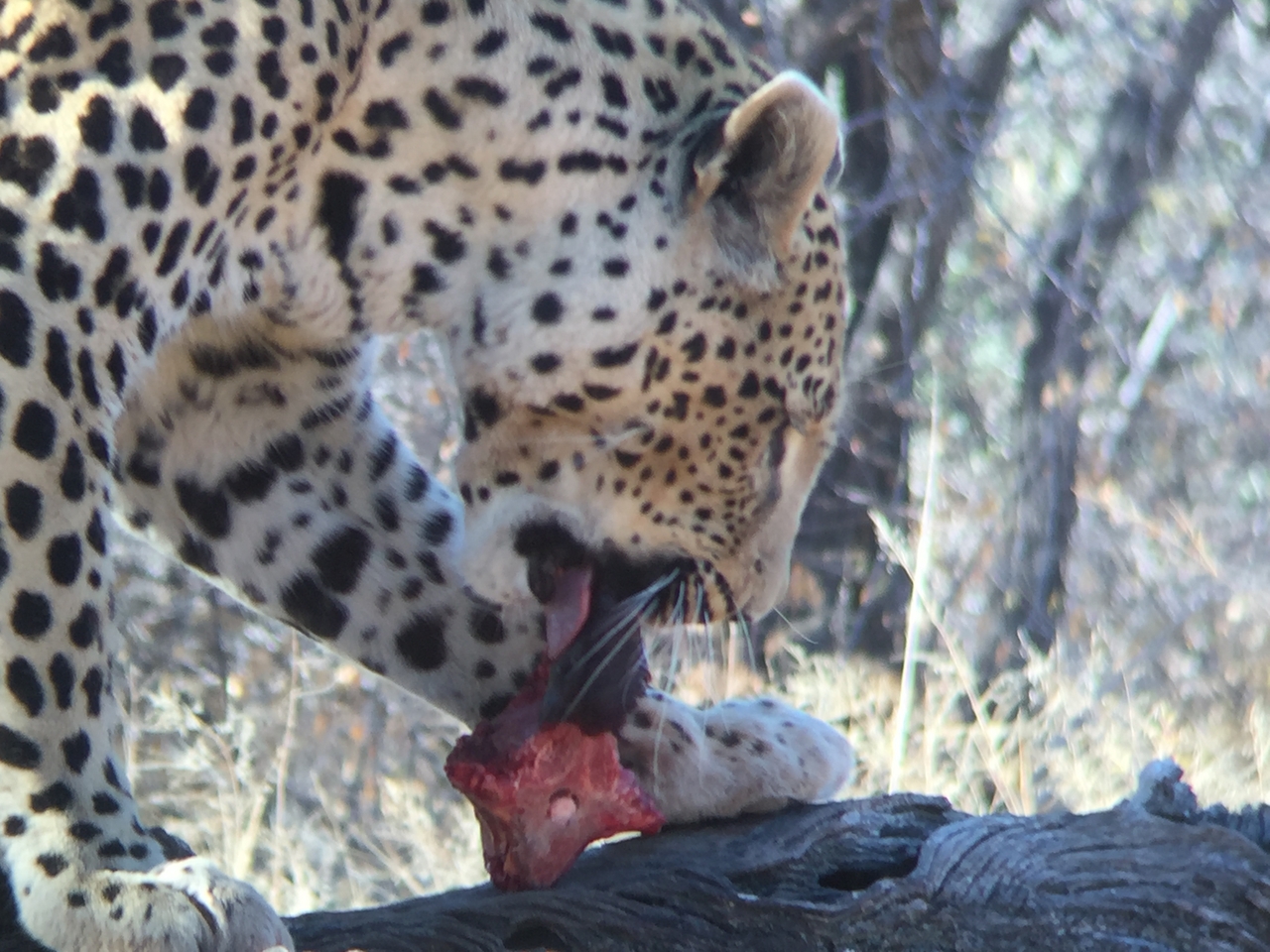 [9075] 2016_06_23_15_16_47_Africa_iPhone_6_IMG_7826_02753.jpg