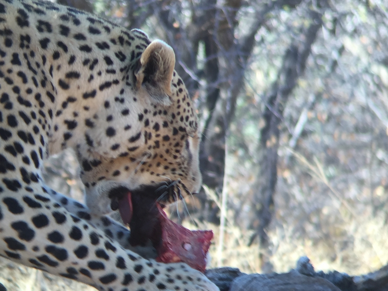 [9076] 2016_06_23_15_16_48_Africa_iPhone_6_IMG_7827_00413.jpg