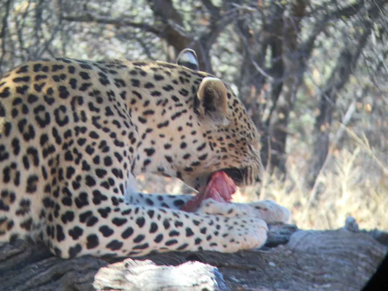 [9085] 2016_06_23_15_16_59_Africa_iPhone_6_IMG_7831_02758.jpg