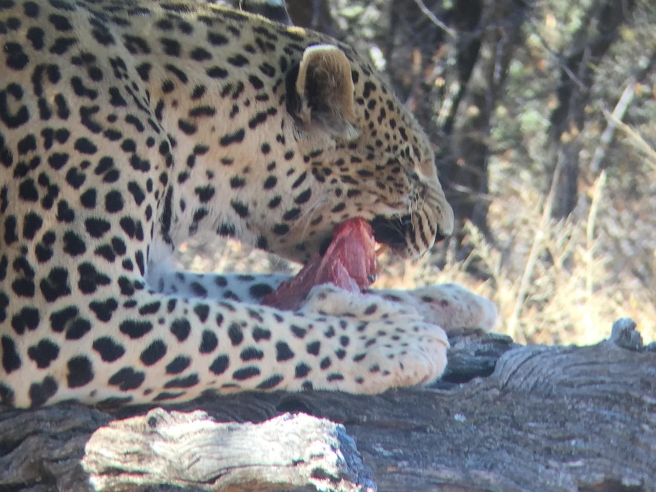 [9089] 2016_06_23_15_17_09_Africa_iPhone_6_IMG_7833_02760.jpg