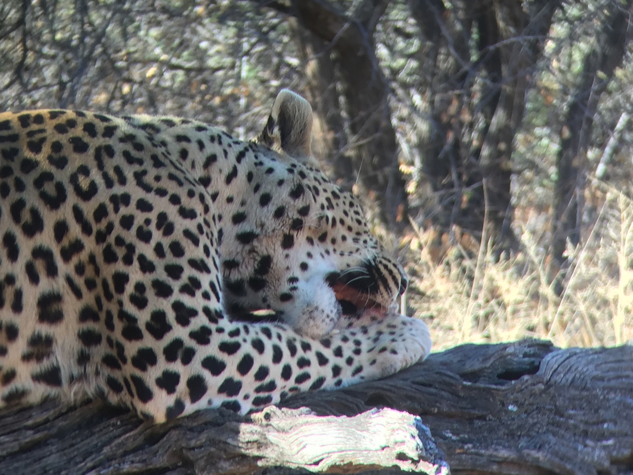 [9098] 2016_06_23_15_21_54_Africa_iPhone_6_IMG_7838_00424.jpg