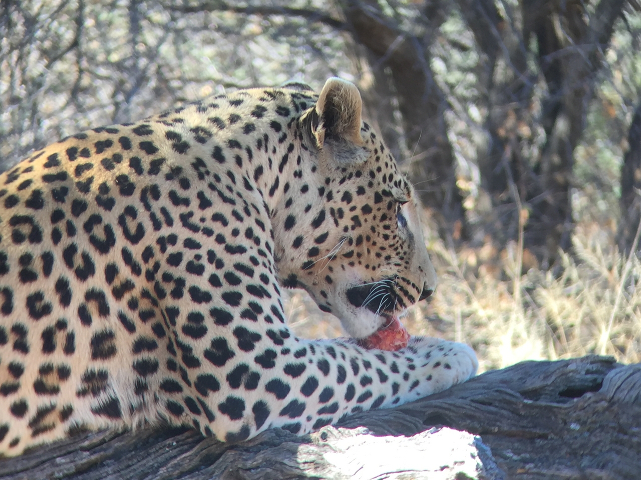 [9102] 2016_06_23_15_22_51_Africa_iPhone_6_IMG_7840_00426.jpg