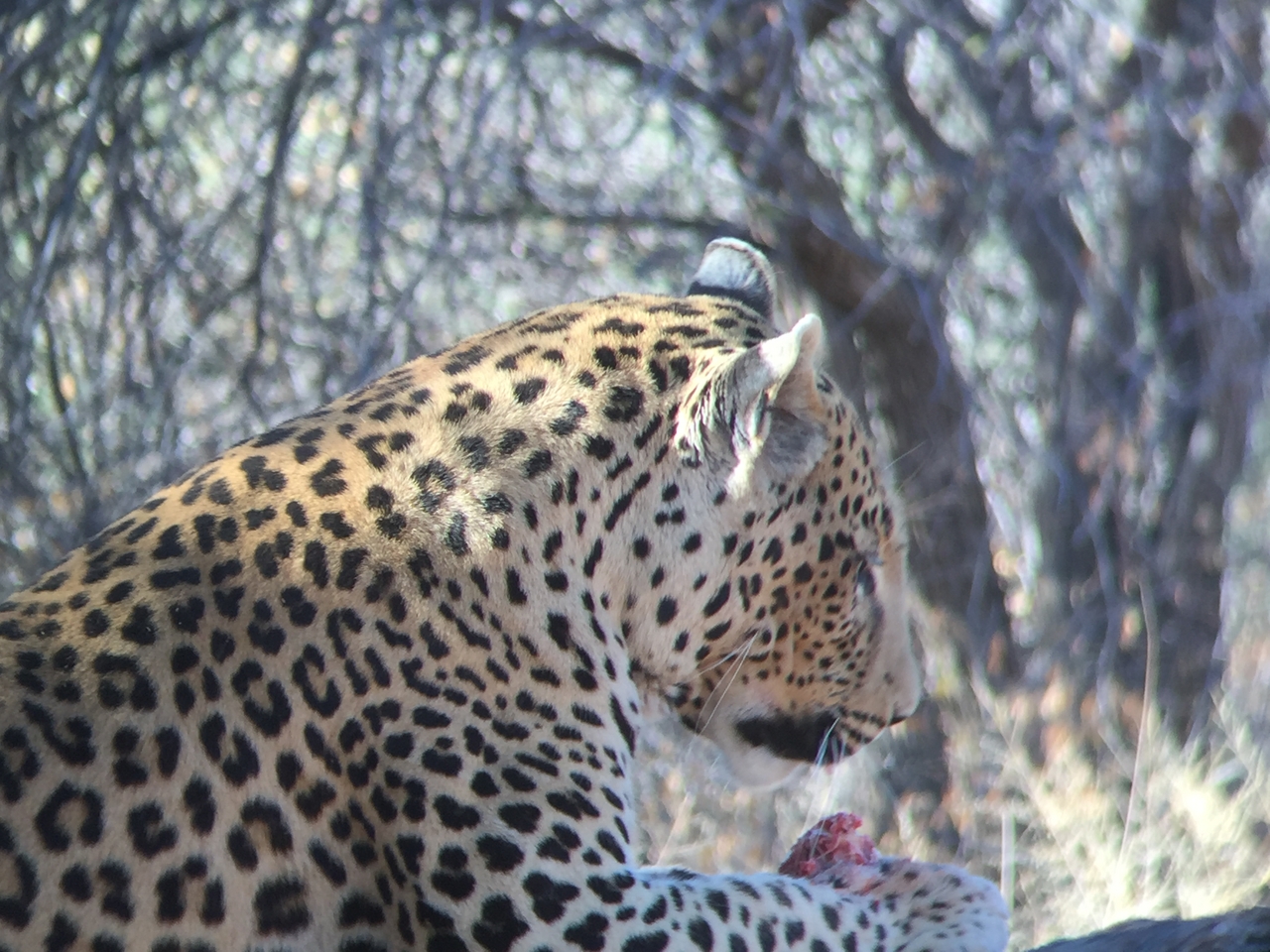 [9104] 2016_06_23_15_23_53_Africa_iPhone_6_IMG_7841_00427.jpg