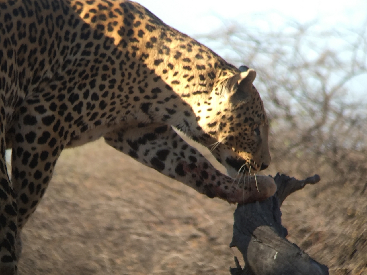 [9121] 2016_06_23_15_25_55_Africa_iPhone_6_IMG_7850_02776.jpg