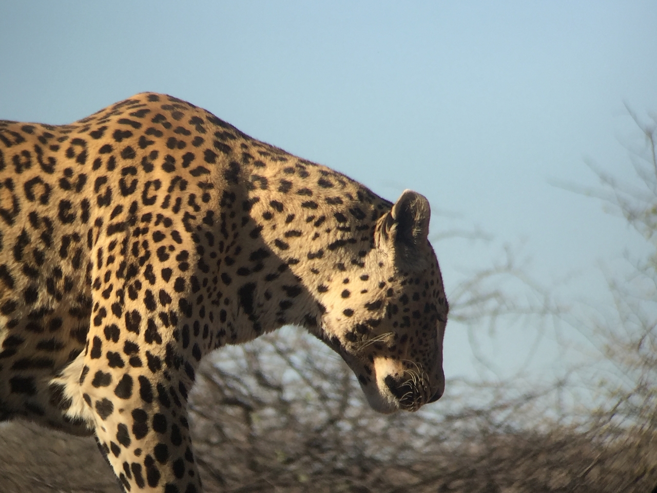 [9124] 2016_06_23_15_25_56_Africa_iPhone_6_IMG_7852_00437.jpg