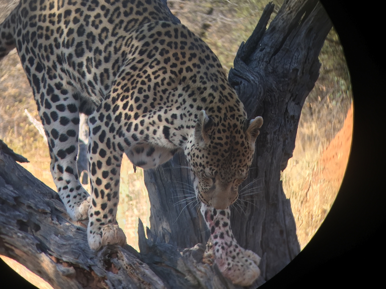 [9145] 2016_06_23_15_26_15_Africa_iPhone_6_IMG_7862_02788.jpg