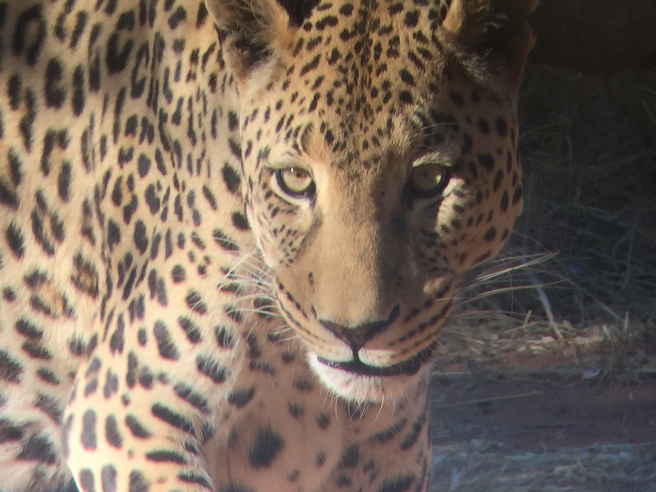 [9157] 2016_06_23_15_26_38_Africa_iPhone_6_IMG_7868_02794.jpg