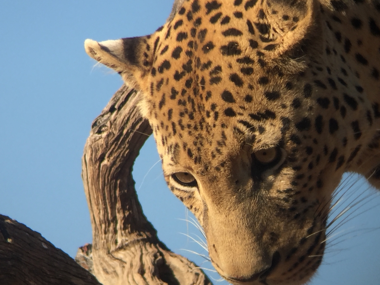 [9160] 2016_06_23_15_26_48_Africa_iPhone_6_IMG_7870_00455.jpg