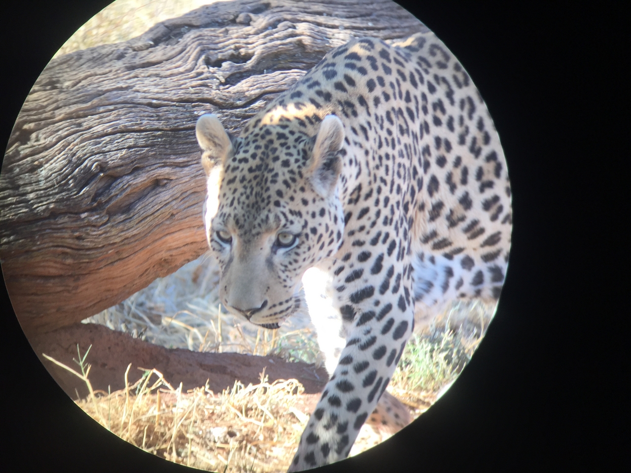 [9197] 2016_06_23_15_30_06_Africa_iPhone_6_IMG_7888_02814.jpg