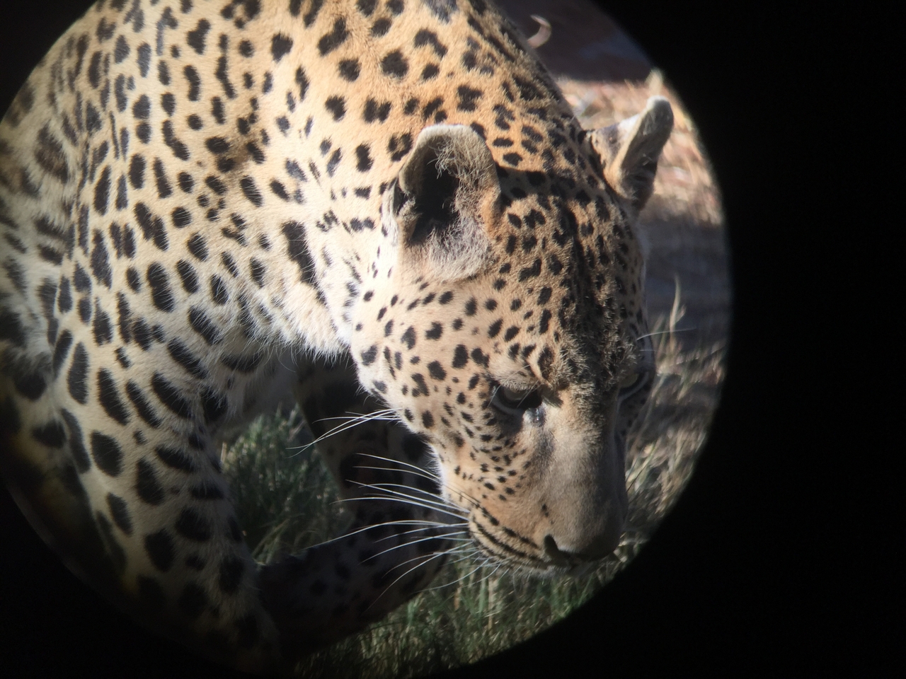 [9202] 2016_06_23_15_30_09_Africa_iPhone_6_IMG_7891_00476.jpg